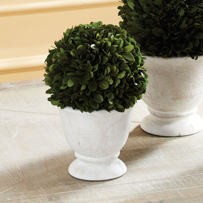 Boxwood Ball Topiary in Pot Small - The Well Appointed House