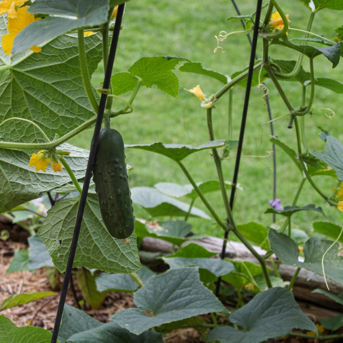 Fleur-De-Lis Garden Trellises - The Well Appointed House