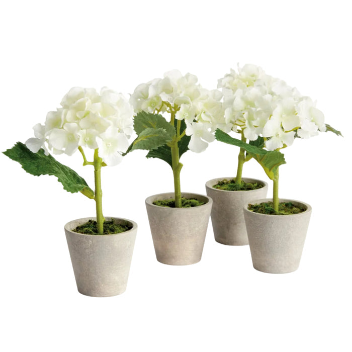 Mini Hydrangea Potted 8″, Set of 4 - The Well Appointed House