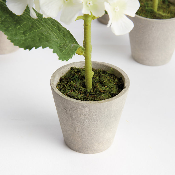 Mini Hydrangea Potted 8″, Set of 4 - The Well Appointed House