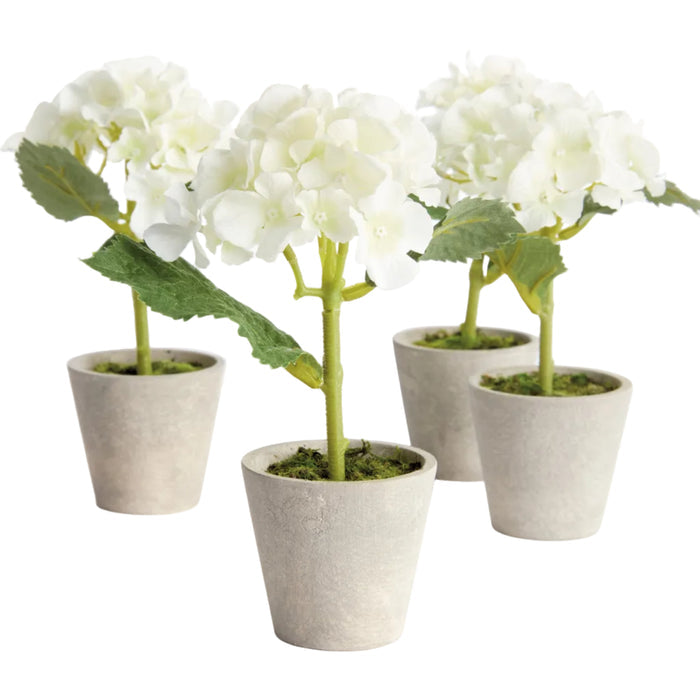Mini Hydrangea Potted 8″, Set of 4 - The Well Appointed House