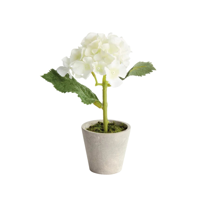 Mini Hydrangea Potted 8″, Set of 4 - The Well Appointed House