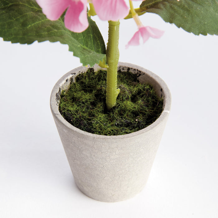 Mini Hydrangea Potted 8″, Set of 4 - The Well Appointed House