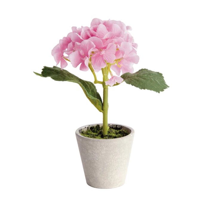 Mini Hydrangea Potted 8″, Set of 4 - The Well Appointed House