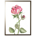 Watercolor Pink Rose Framed Wall Art - The Well Appointed House